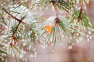 Winter begins. Autumn yellow maple leaf stuck on a pine-tree branch under first freezing rain