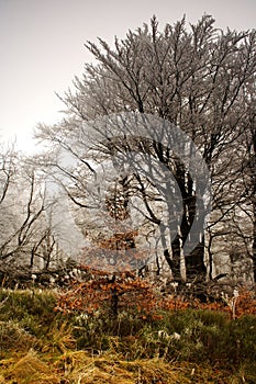 Winter begins in forest