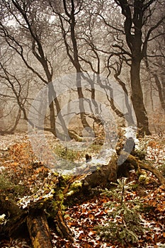 Winter begins in forest