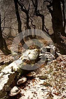 Winter begins in forest