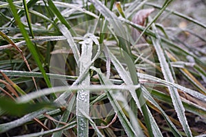 Ice cristals on frozen grass in the garden photo