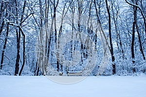 Winter Bench