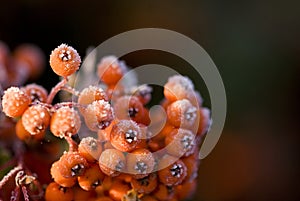 Winter berries