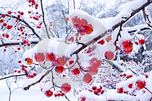 Winter Berries