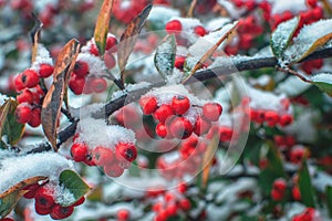 Winter berries, covered with snow, hang on a branch of Cotoneaster with green leaves. Snow Covered Red Berries