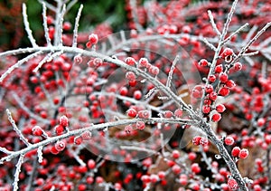 Winter berries, Germany img