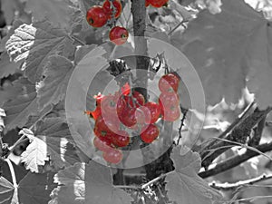 winter berries in red on gray background