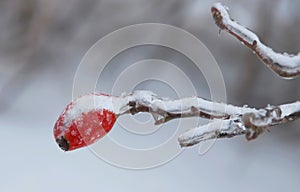 Winter Berries Rose Hip