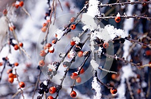 Winter berries in snow