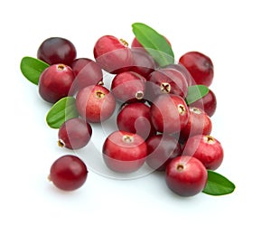 Winter berry.Cranberry