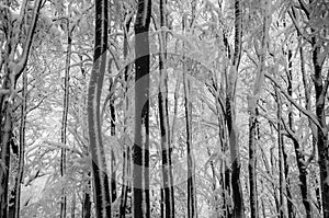 Winter in the Bieszczady National Park