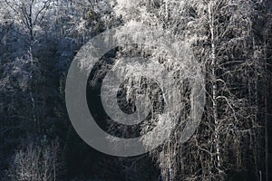 Winter. A birch against the background of the forest.