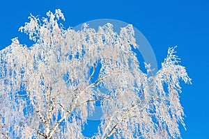 Winter, birch branches covered with hoarfrost, against the blue