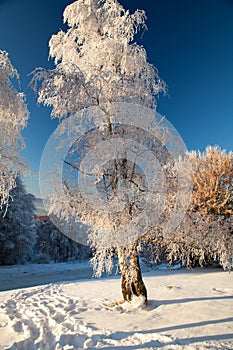 Winter birch in Buzludja, Bulgaria