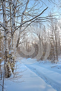 Winter birch forest