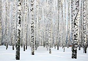 Winter birch forest