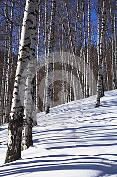 Winter birch forest