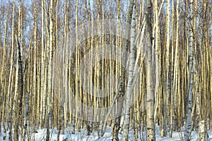 The Winter birch forest