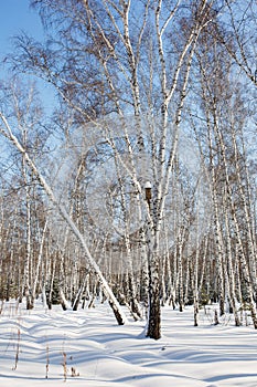 Winter birch forest. Snowing winter background.