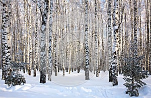 Winter birch forest in sunny weather against the blue sky