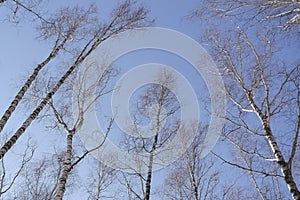 Winter birch forest tall birch forest landscape with blue sky