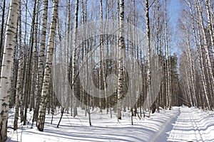 Winter birch forest tall birch forest landscape with blue sky