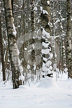 Winter. birch forest.