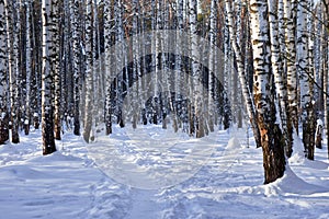 Winter birch grove