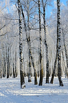 Winter birch grove in hoarfrost