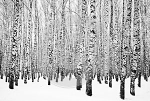 Winter birch grove with trees snow covered trees black and white