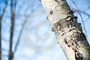 Winter birch tree in the local woods