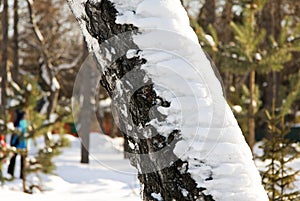 Winter birch tree trunk