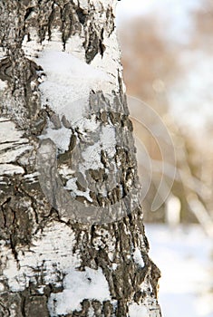 Winter birch tree trunk