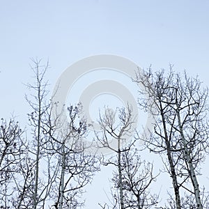 Winter Birch Trees