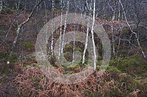 Winter Birch trees sharing a wood with dead Bracken