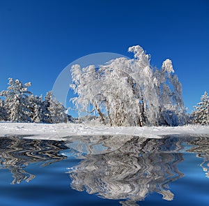 Winter birch wood