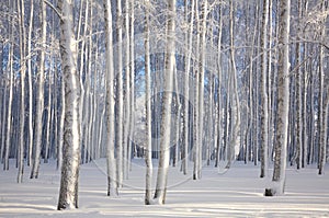 Winter birches in sunlight