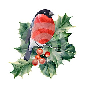 winter bird bullfinch on a branch watercolor on a white isolated background