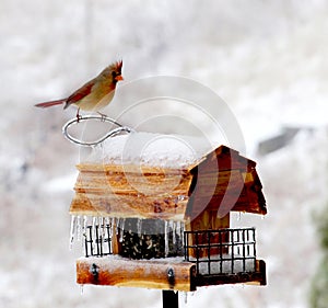 Winter Bird Feeder