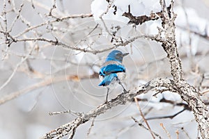 Winter bird photography - blue bird on snow covered bush tree