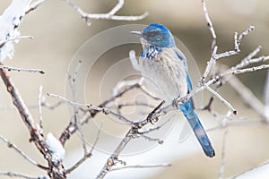 Winter bird photography - blue bird on snow covered bush tree