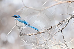 Winter bird photography - blue bird on snow covered bush tree