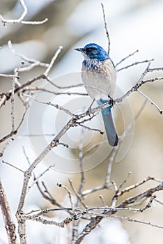 Winter bird photography - blue bird on snow covered bush tree