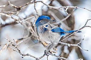 Winter bird photography - blue bird on snow covered bush tree