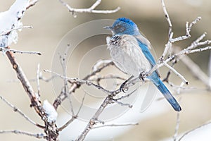 Winter bird photography - blue bird on snow covered bush tree