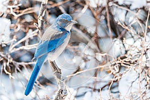 Pájaro fotografía azul pájaro sobre el la nieve cubierto un árbol 