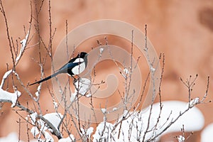 Winter bird photography - magpie on snow covered bush tree