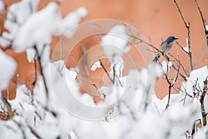 Winter bird photography - small bird on snow covered bush tree