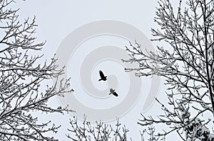 Winter birds