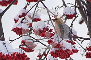 Winter birds in the city.